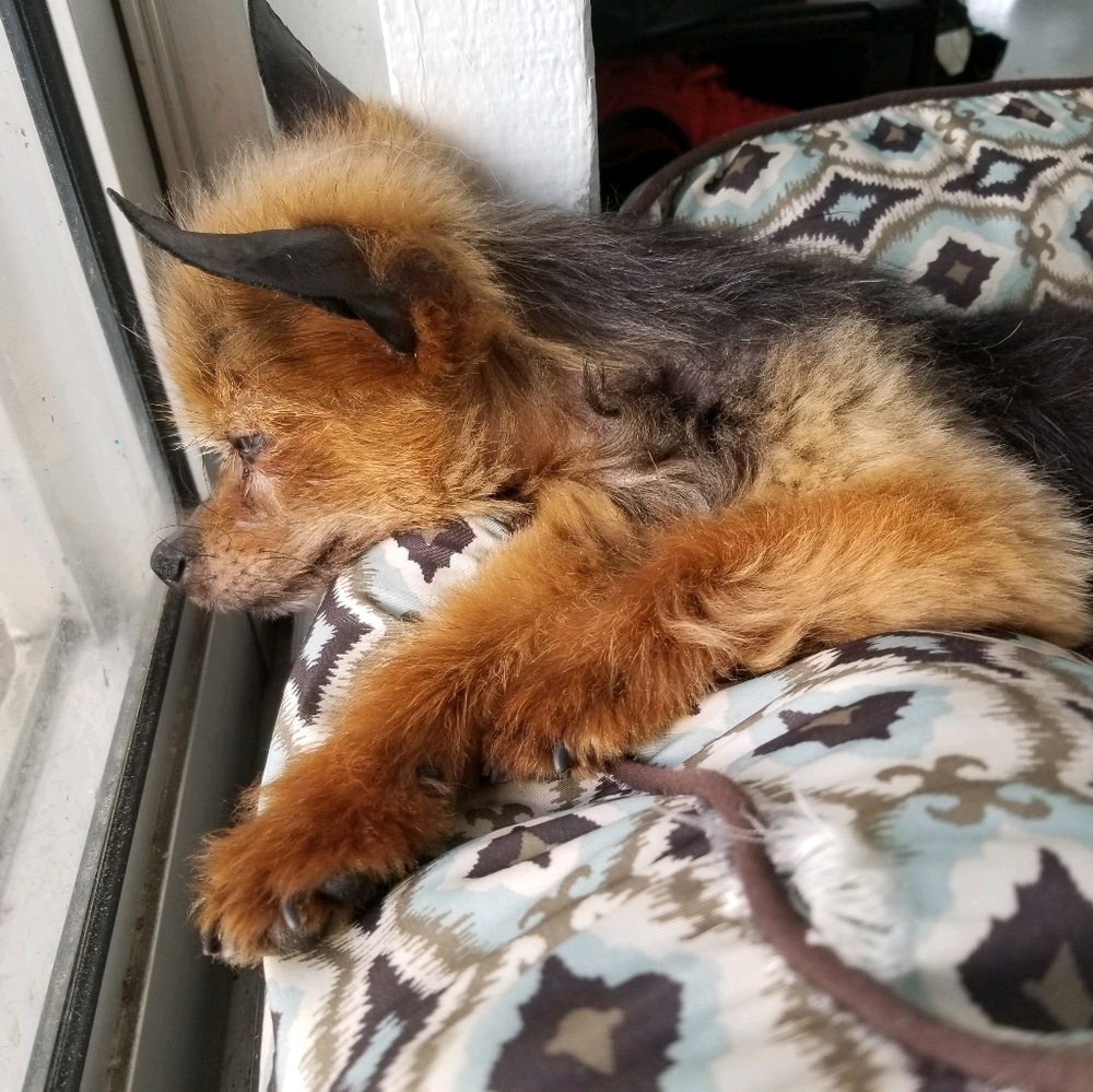 Meet your Posher, Nilsa